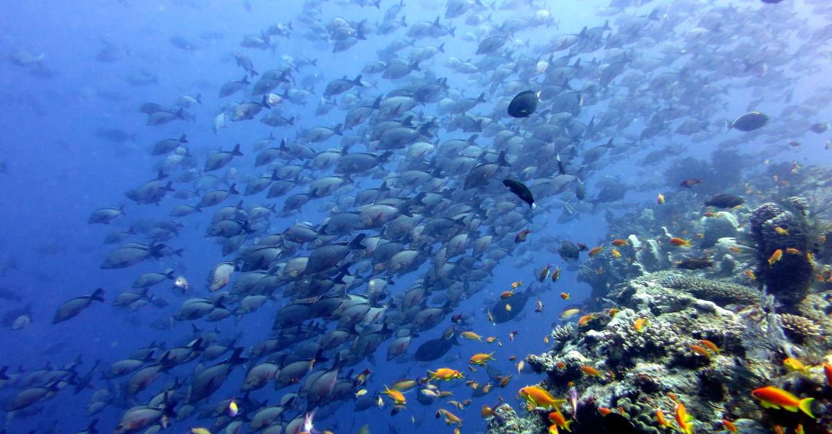 andBeyond FOCUSES ON MARINE CONSERVATION INITIATIVE