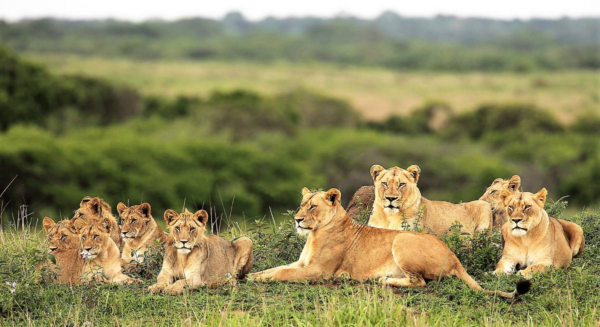 LEADING ECOTOURISM OPERATORS JOIN FORCES TO LAUNCH THE LIONSCAPE COALITION USING ECOTOURISM TO EFFECT CONSERVATION CHANGE
