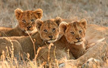 LEADING ECOTOURISM OPERATORS JOIN FORCES TO LAUNCH THE LIONSCAPE COALITION USING ECOTOURISM TO EFFECT CONSERVATION CHANGE