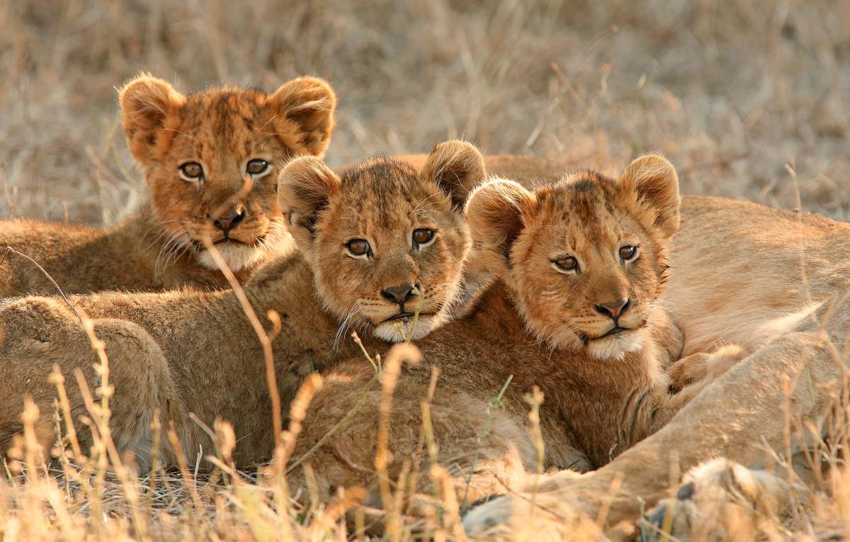LEADING ECOTOURISM OPERATORS JOIN FORCES TO LAUNCH THE LIONSCAPE COALITION USING ECOTOURISM TO EFFECT CONSERVATION CHANGE