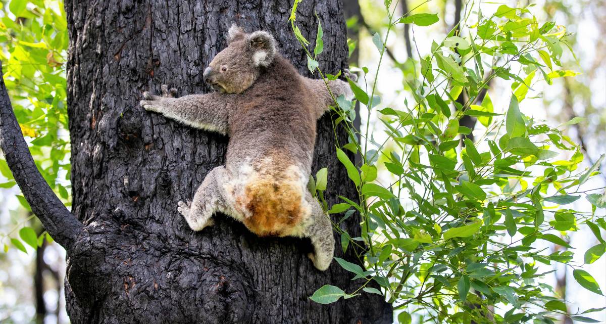 Against All Odds: Koala Star Anwen Returns to Australia's Bushland After a Full and Speedy Recovery