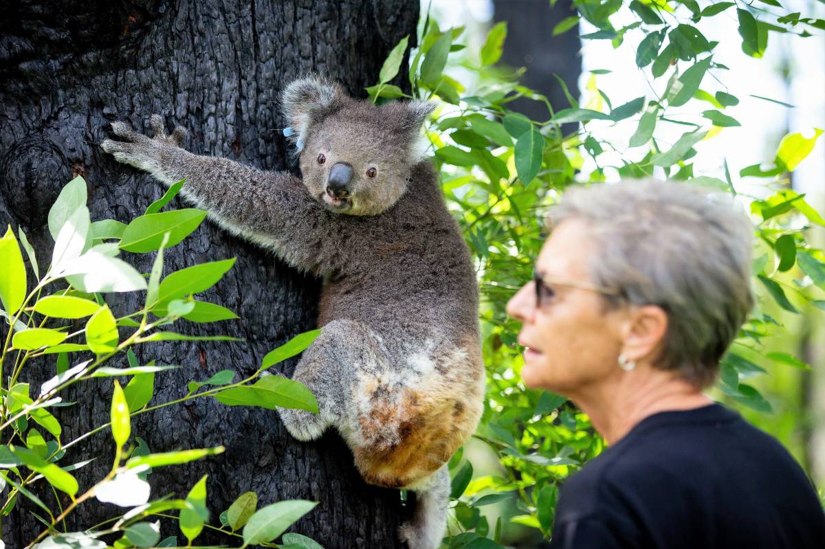 Against All Odds: Koala Star Anwen Returns to Australia's Bushland After a Full and Speedy Recovery