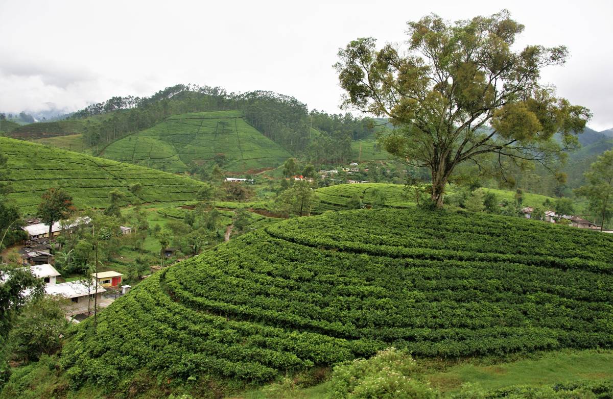 From Colombo to Rambukkana through Peradeniya to Tea Plantation Country in Sri Lanka