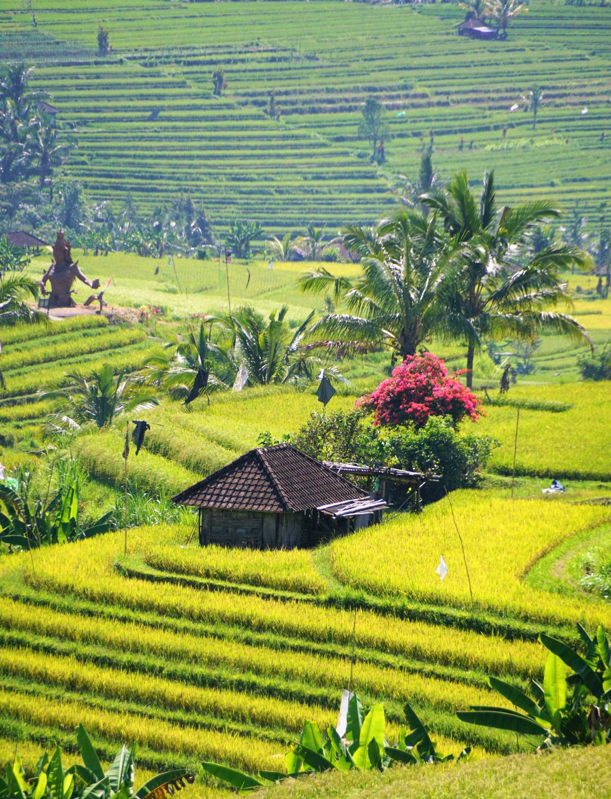 ReOpening of Bali to International Tourists
