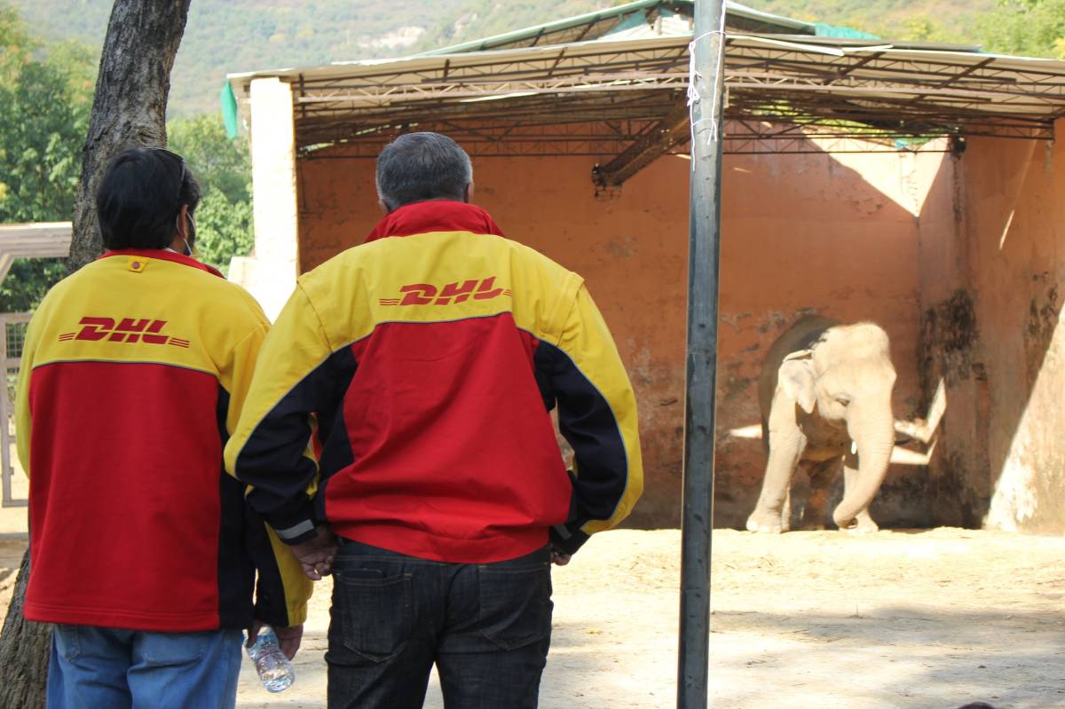 Wildlife on board: DHL Safely Relocates 