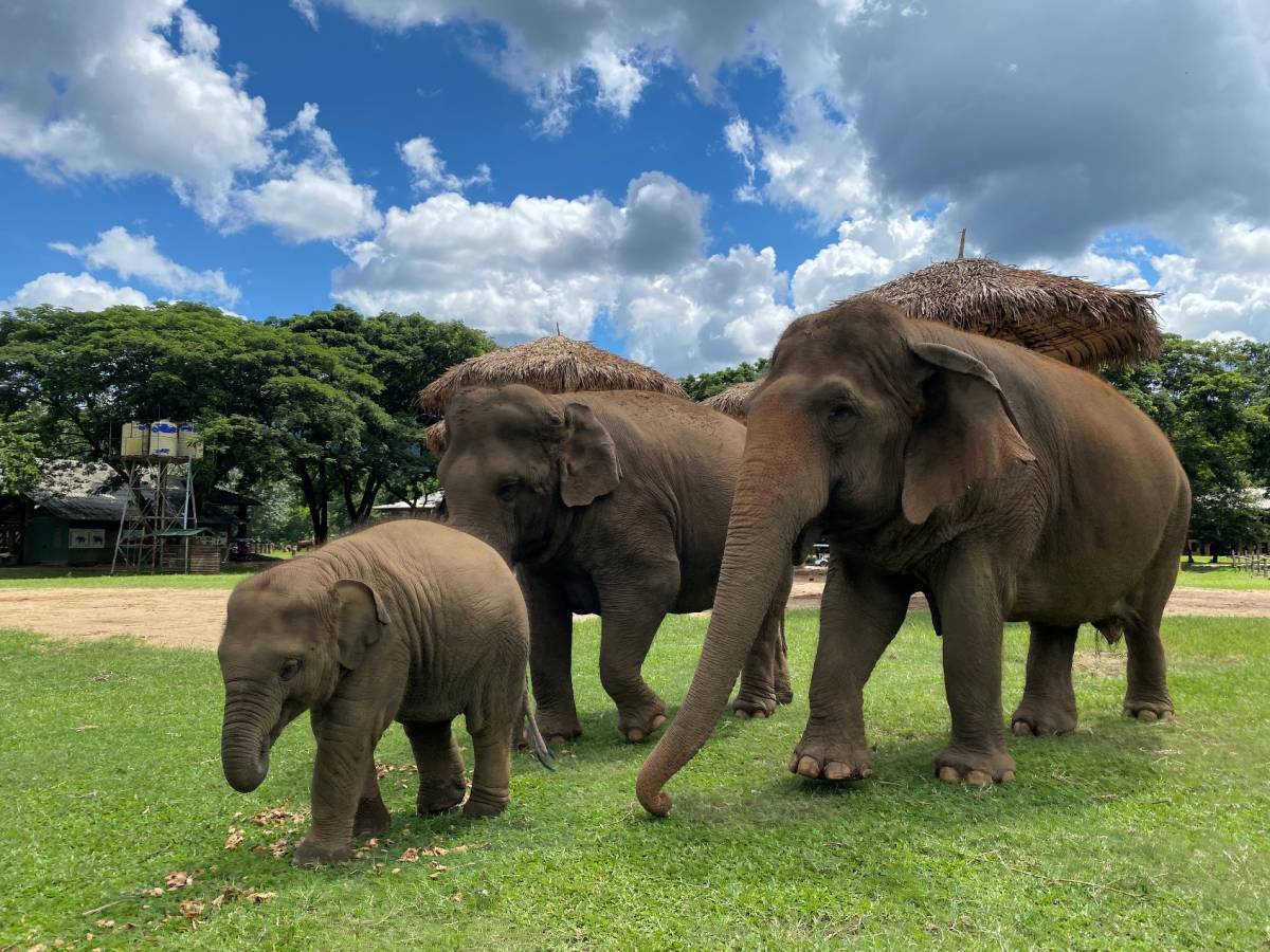 137 Pillars Hotels & Resorts Partners with the Elephant Nature Park Chiang Mai Raising Funds and Awareness for Elephant Conservation and Reforestation