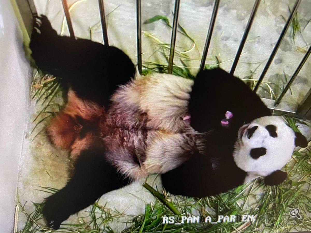 Singapore Welcomes First Giant Panda Cub At River Safari