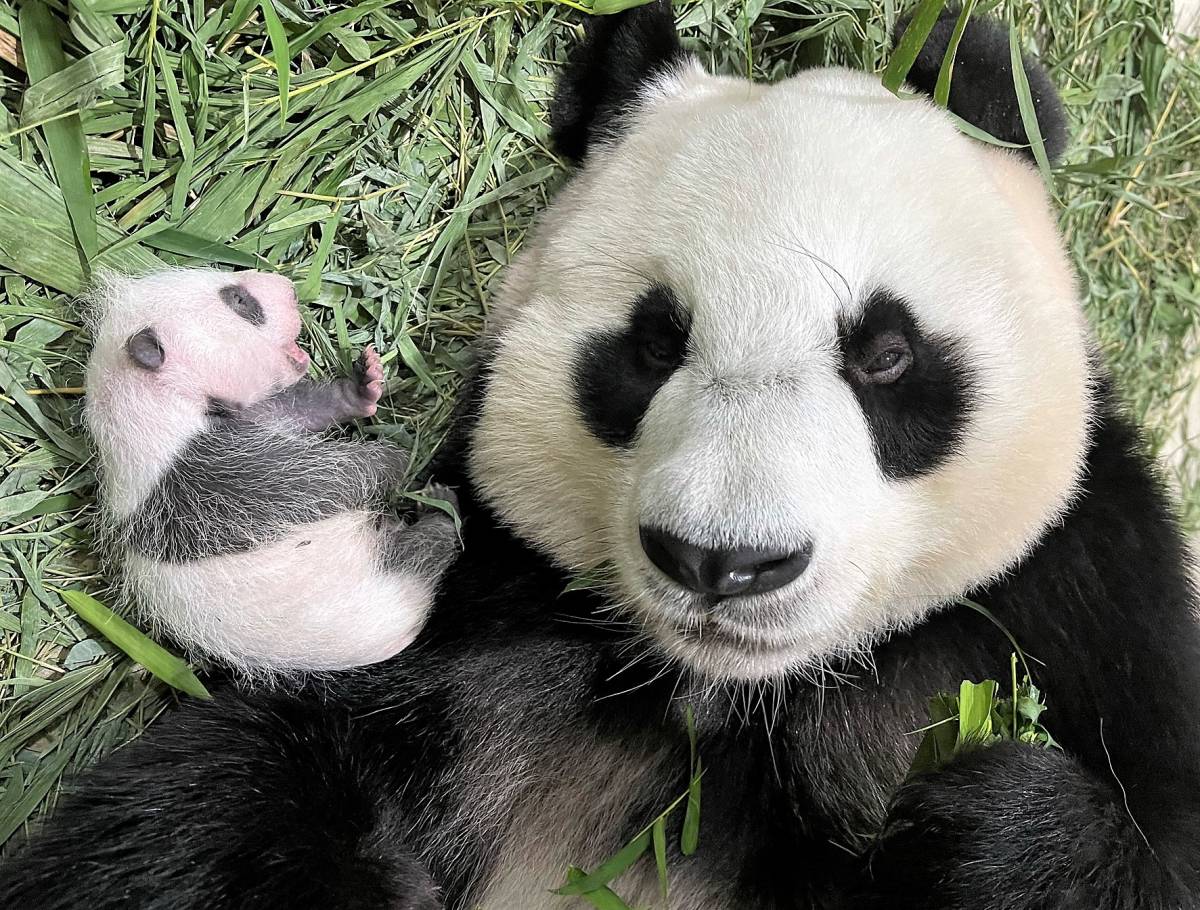 SINGAPORE’S FIRST GIANT PANDA CUB IS A HEALTHY BABY BOY