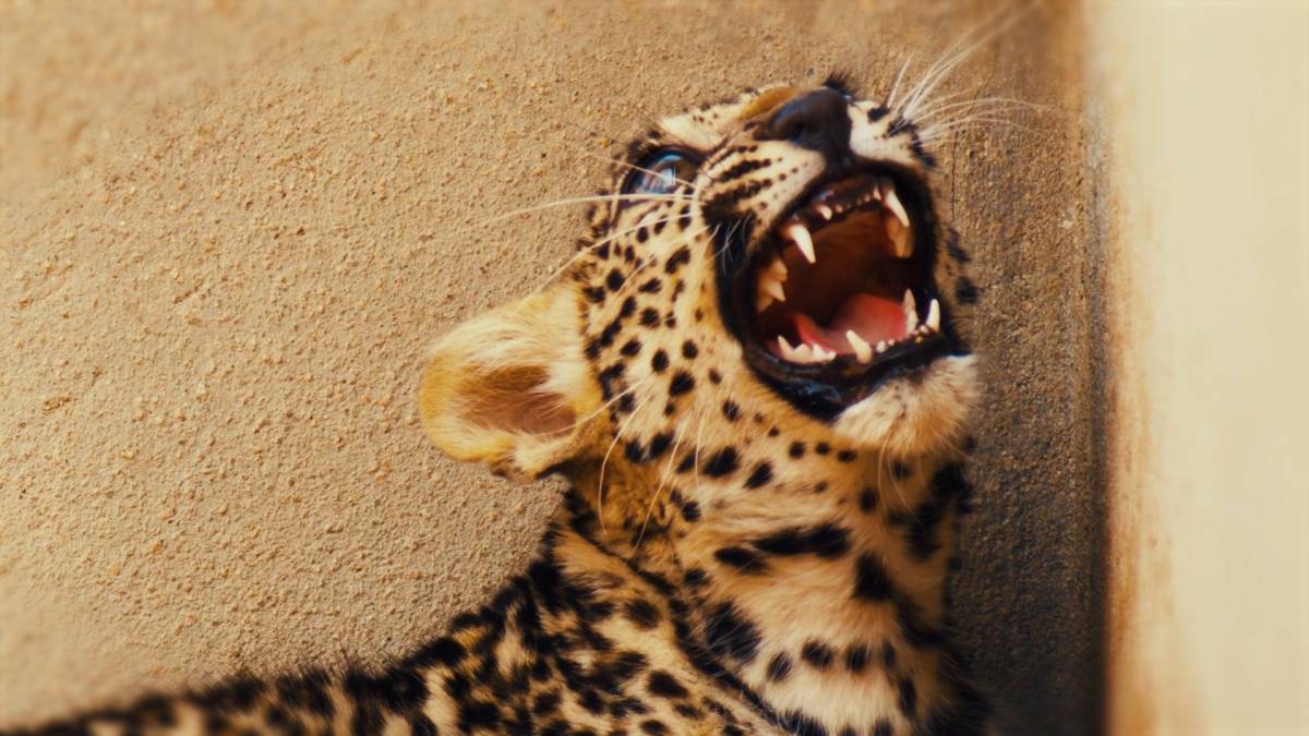 Birth of rare Arabian Leopard cub marks significant milestone in saving a critically endangered species