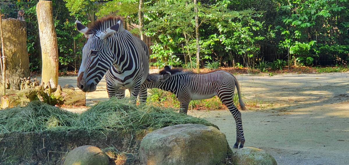 Singapore Zoo Welcomes a Star to its Herd of Grevy’s Zebras