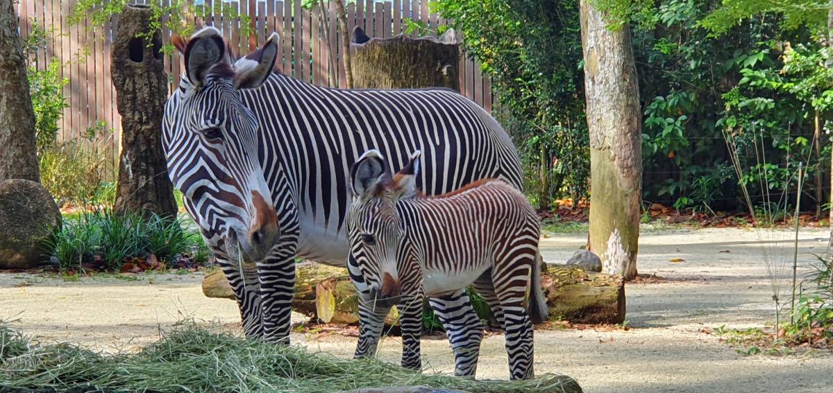 Singapore Zoo Welcomes a Star to its Herd of Grevy’s Zebras