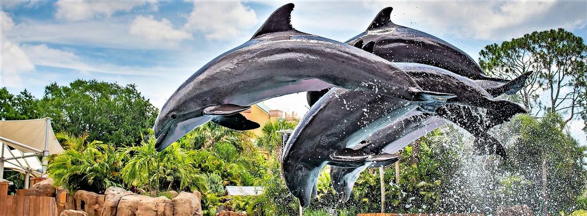 Expedia Will no Longer Show on their Site Attractions and Activities with Dolphins 
