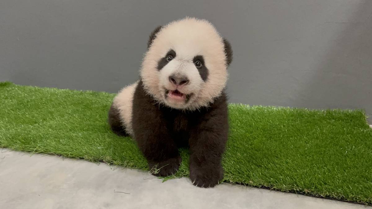 Singapore’s Giant Panda Cub Celebrates 100 Days With His First Baby Steps