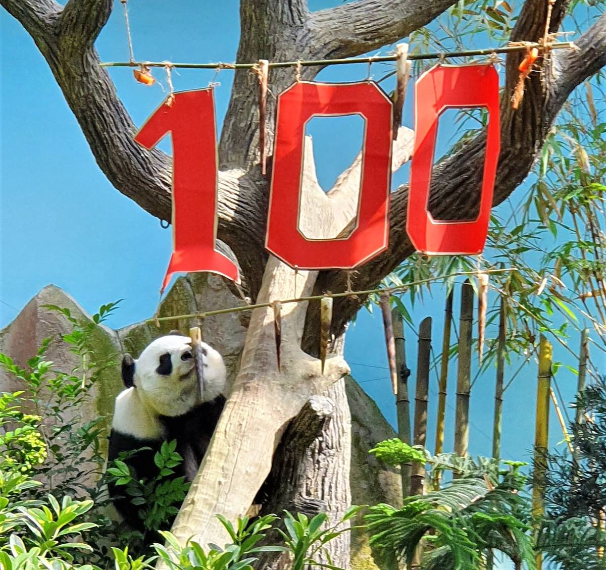 Singapore’s Giant Panda Cub Celebrates 100 Days With His First Baby Steps