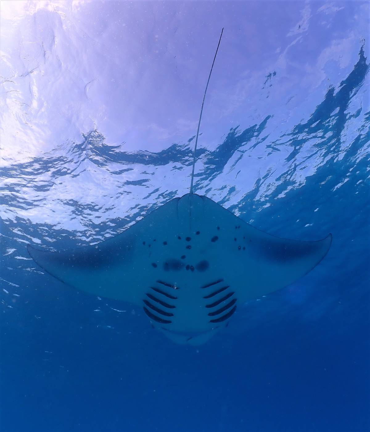 Manta Trust Creating Sustainable Tourism For Man And Manta 