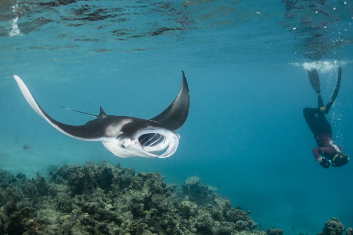 Manta Trust Creating Sustainable Tourism For Man And Manta 