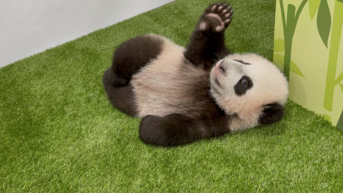 First Giant Panda Cub Born in Singapore Named Le Le  