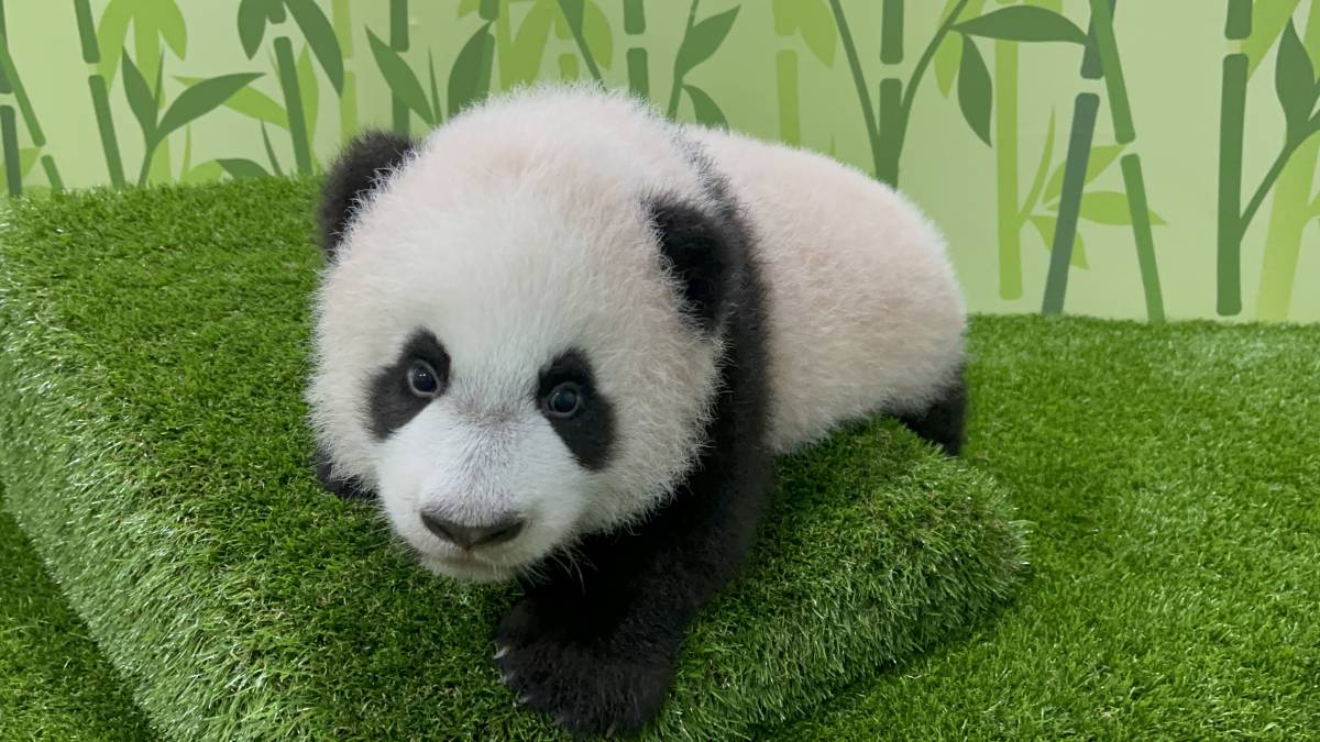 First Giant Panda Cub Born in Singapore Named Le Le  