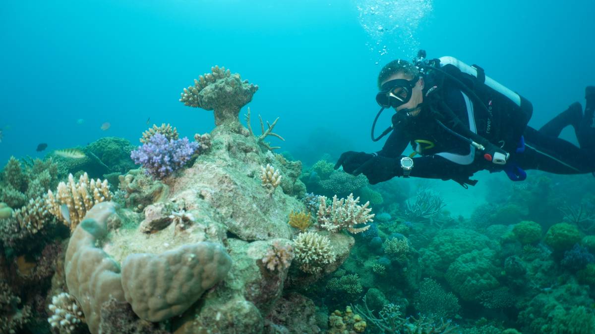 Australian Operators Unite to Grow Coral to Insure Reef Against Extreme Weather Events