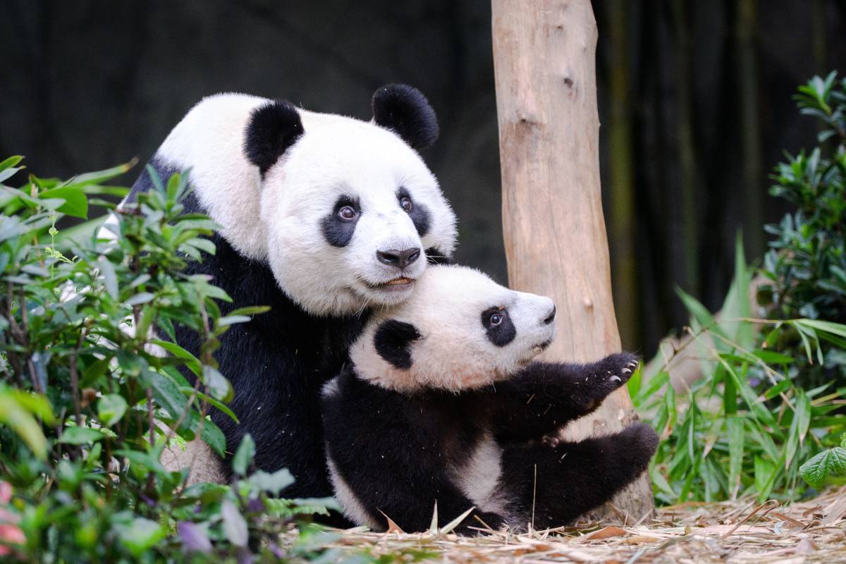 Le Le Takes his First Big Step into River Wonders’  Giant Panda Forest Exhibit