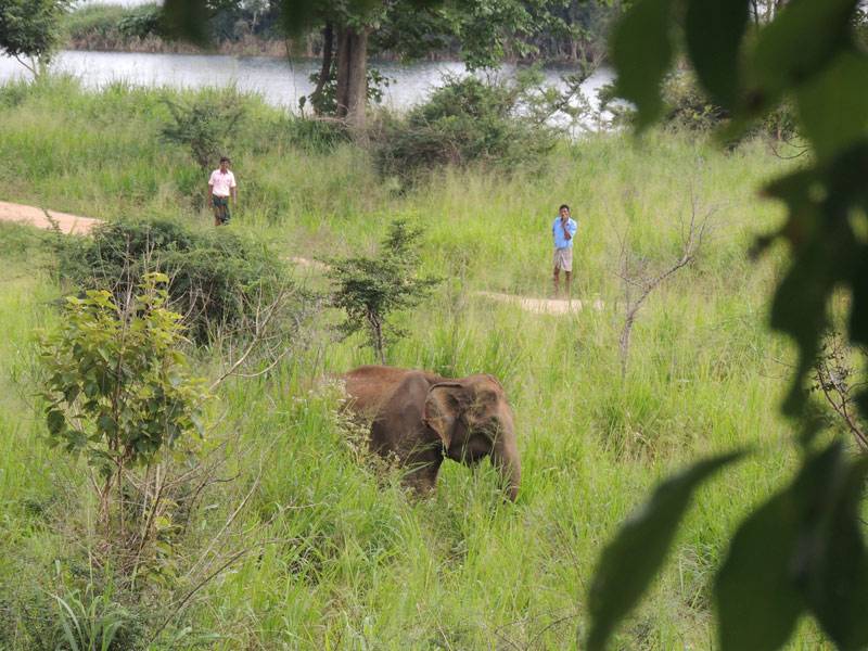 Navigating Human Elephant Conflict