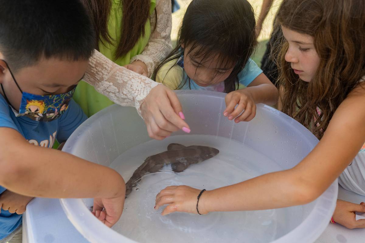 Anantara Resorts in Phuket Give Nature a Helping Hand with its Annual Baby Turtle and Shark Release