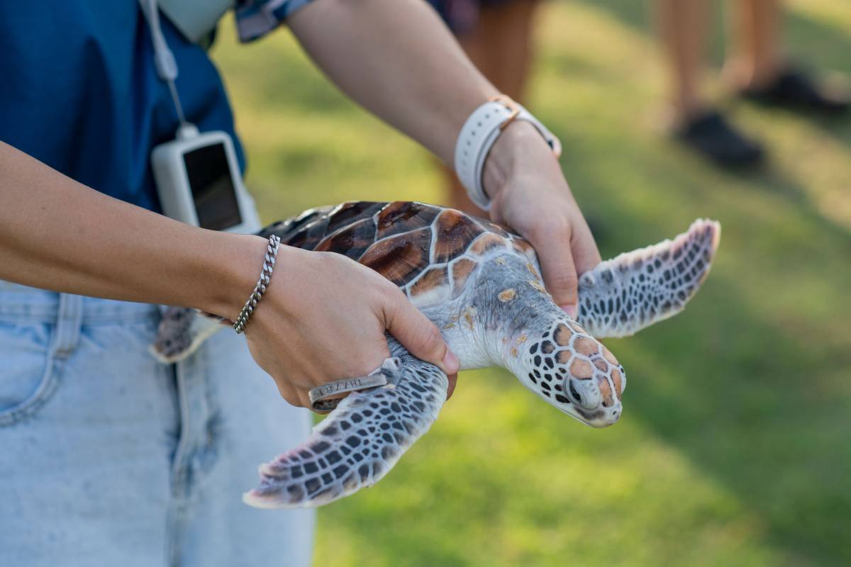 Anantara Resorts in Phuket Give Nature a Helping Hand with its Annual Baby Turtle and Shark Release
