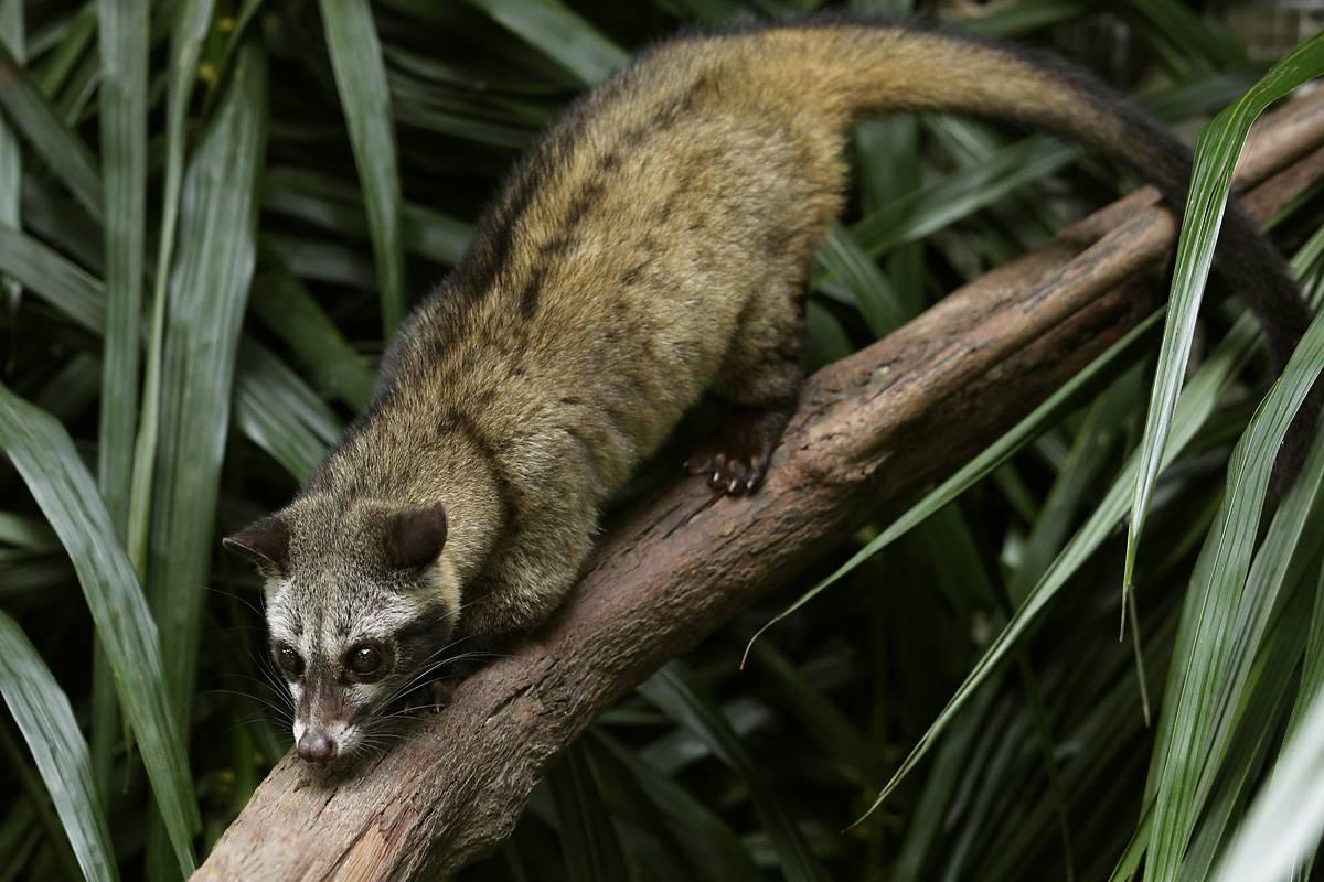 New Walk-In Civet Exhibit and New Species Debut at Night Safari