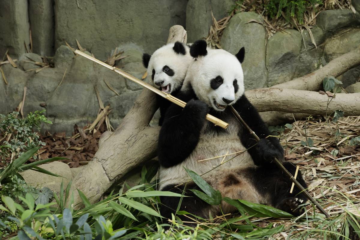River Wonders celebrates Le Le's first birthday with a Panda-stic Party 