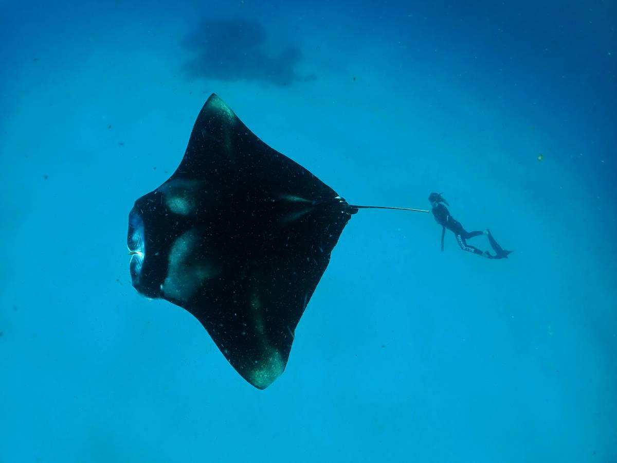 Outrigger Maldives Playing Important Role in Manta Ray, Whale Shark and Turtle Conservation