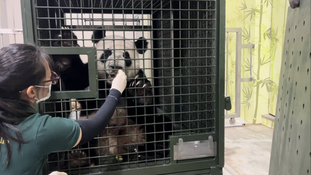 Rousing Support for Singapore’s First Giant Panda Cub on His Last Day With the Public Before Going to China’s Conservation Programme