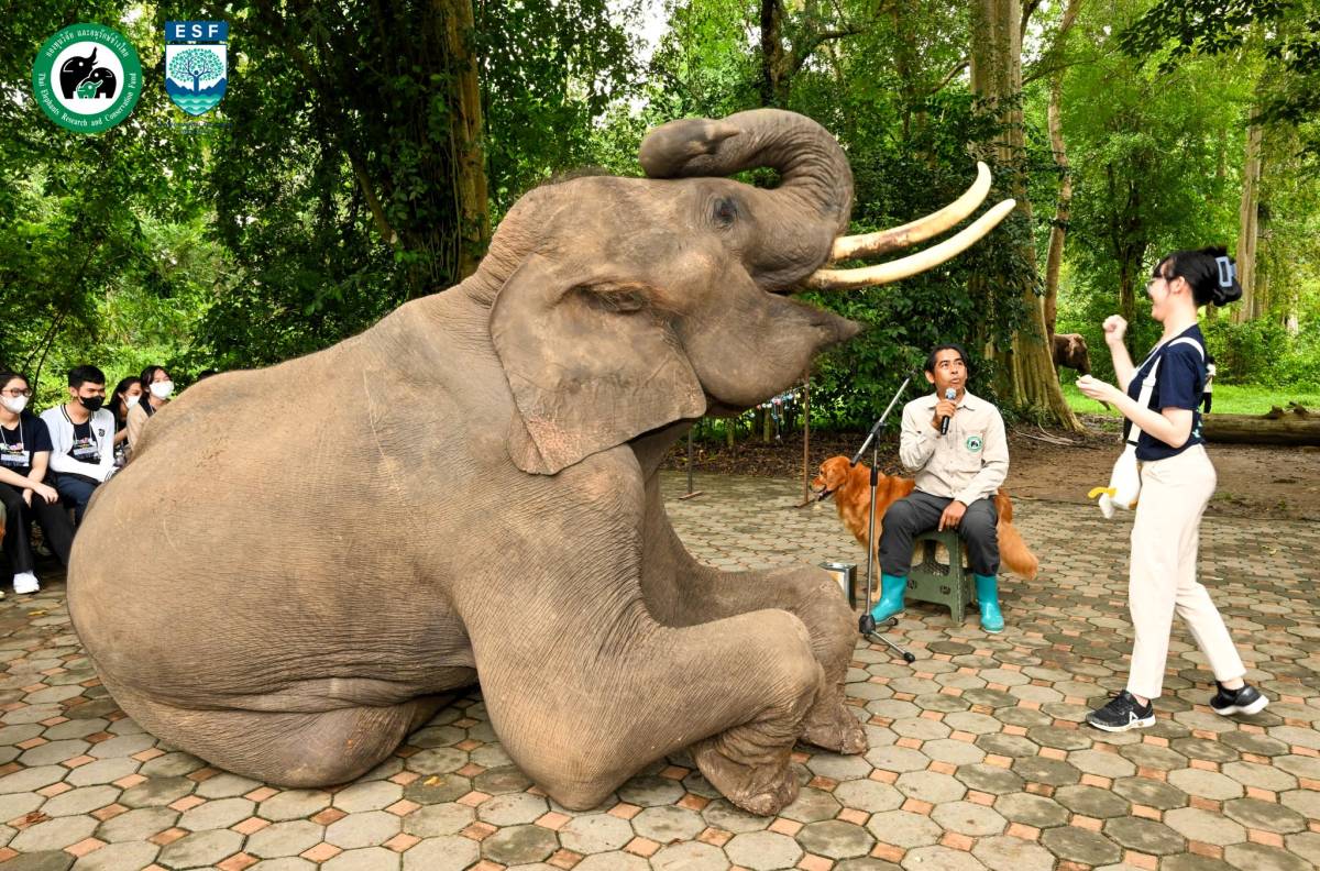 InterContinental Khao Yai Resort Launches CSR Partnership With The Thai Elephant Research and Conservation Fund (TERF) to Support  Elephant Research and Conservation 