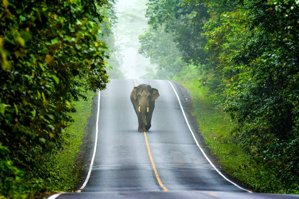 InterContinental Khao Yai Resort Launches CSR Partnership With The Thai Elephant Research and Conservation Fund (TERF) to Support  Elephant Research and Conservation 