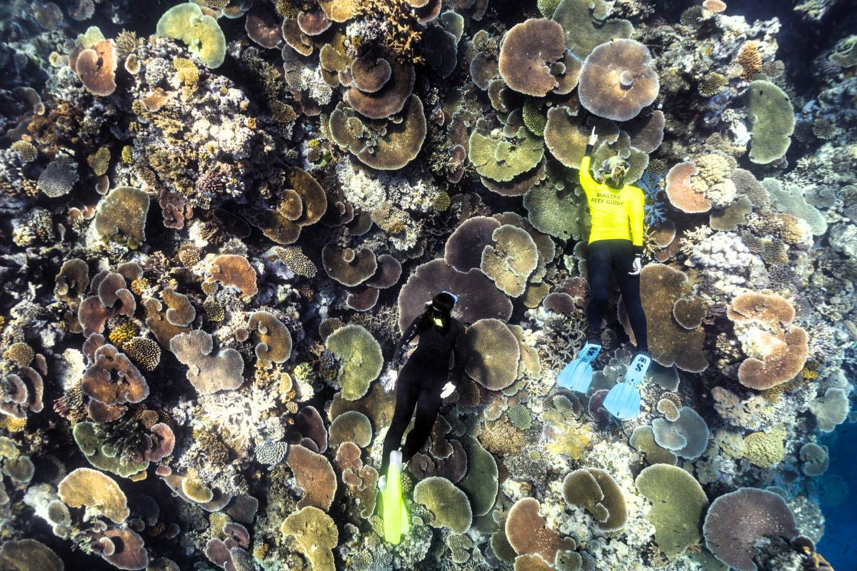 Great Barrier Reef Nominated for Global Environmental Award 