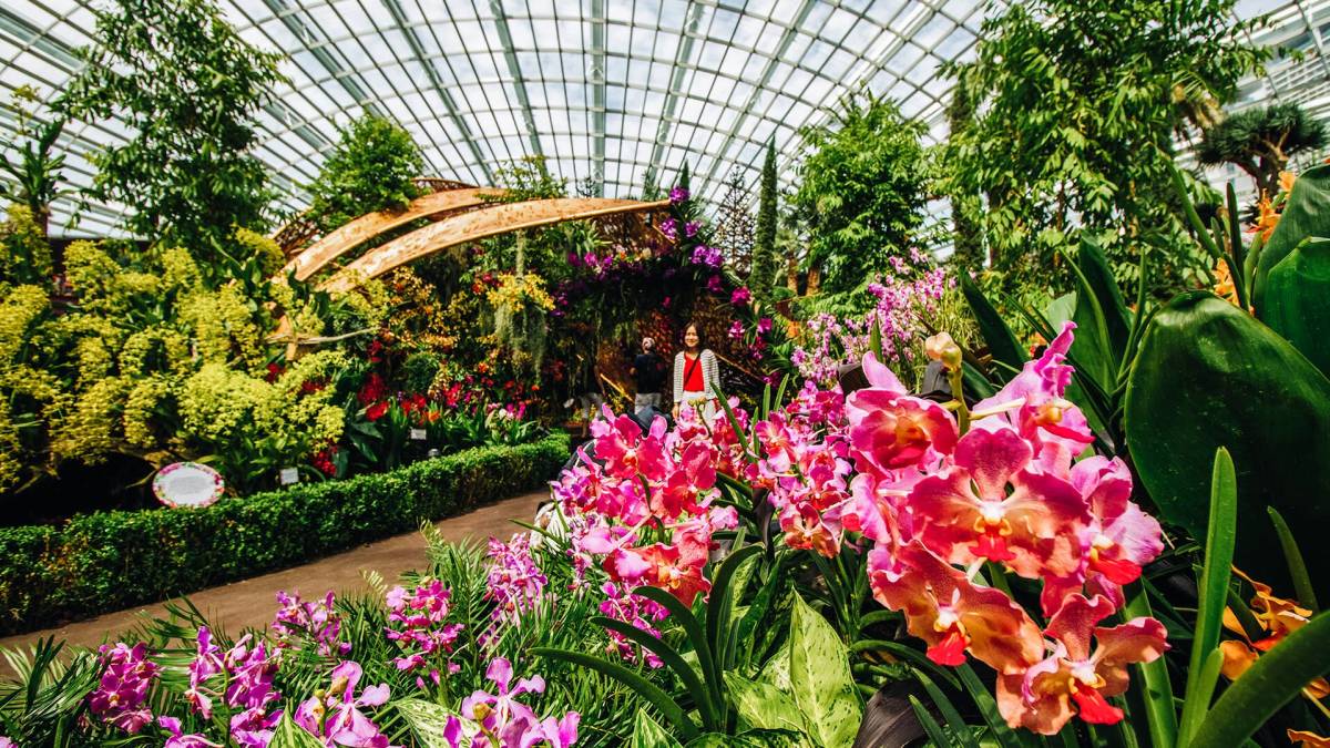 Seasonal Freshness: What Blooms Best in Singapore’s Hot, Humid Climate?