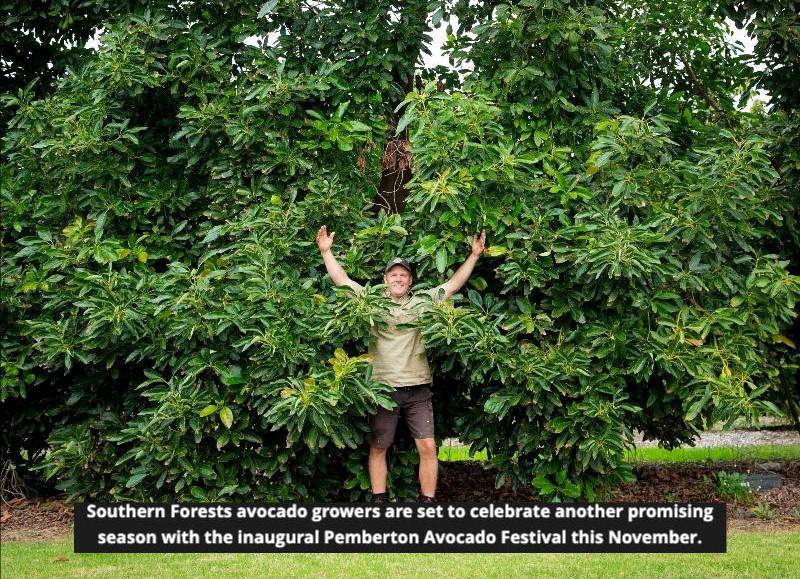 Inaugural Pemberton Avocado Festival Showcases Southern Forests’ Fresh Produce and Local Flavors