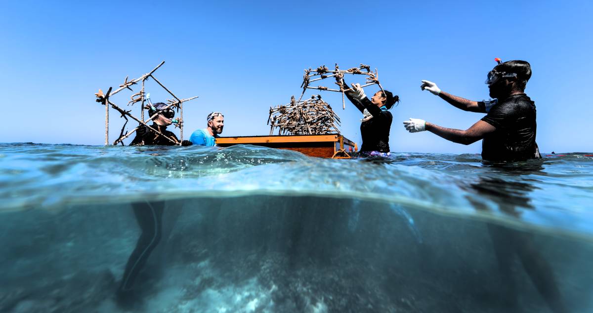Sea Of Stars Ignites A New Wave Of Coral Restoration Leadership In The Maldives