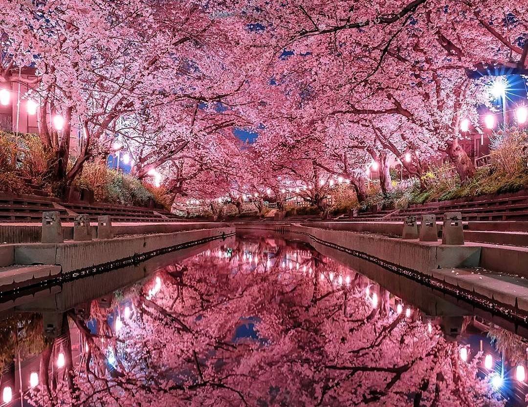 Tokyo Gov Social Media Accounts Surpass 1.37 Million Followers—Showcasing Tokyo’s Culture, Innovation, and Safety to the World