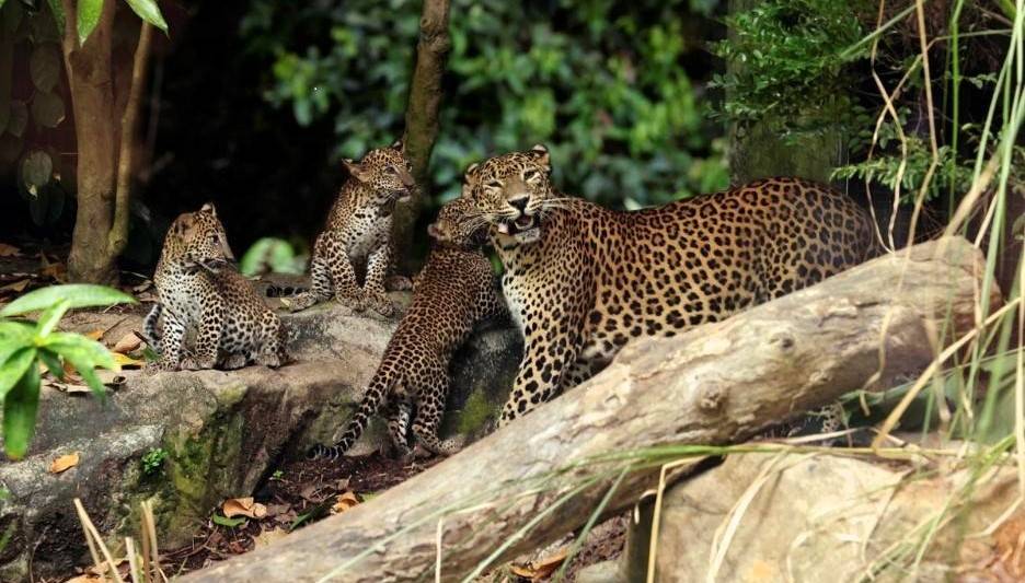 Singapore Zoo’s First-Ever Litter Of  Sri Lankan Leopard Cubs Make Their Public Debut