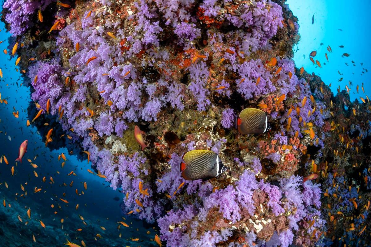 Dive Free in the Maldives - Kandooma Unlocks Access to Top South Malé Atoll Dive Sites
