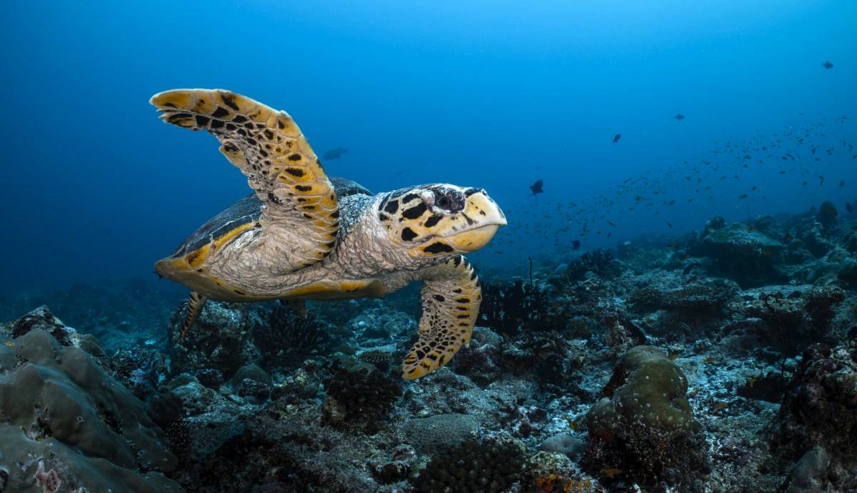 Dive Free in the Maldives - Kandooma Unlocks Access to Top South Malé Atoll Dive Sites