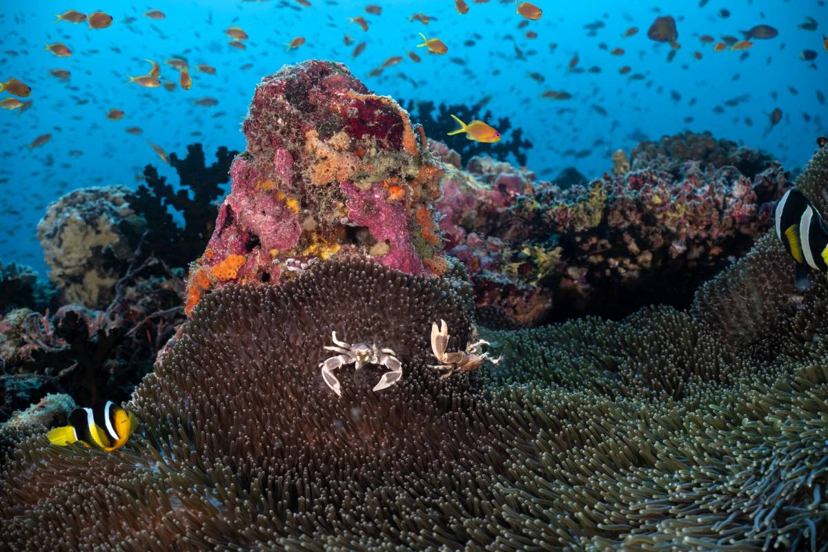 Dive Free in the Maldives - Kandooma Unlocks Access to Top South Malé Atoll Dive Sites
