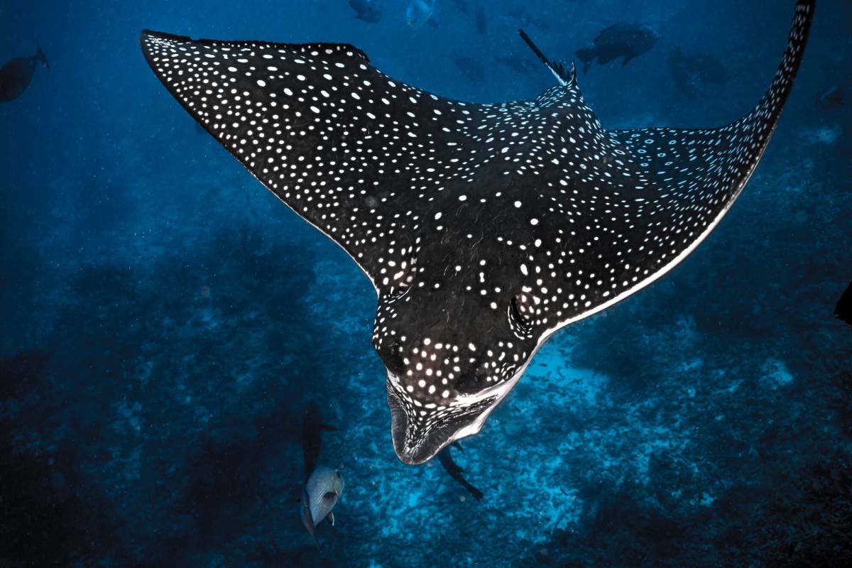 Dive Free in the Maldives - Kandooma Unlocks Access to Top South Malé Atoll Dive Sites