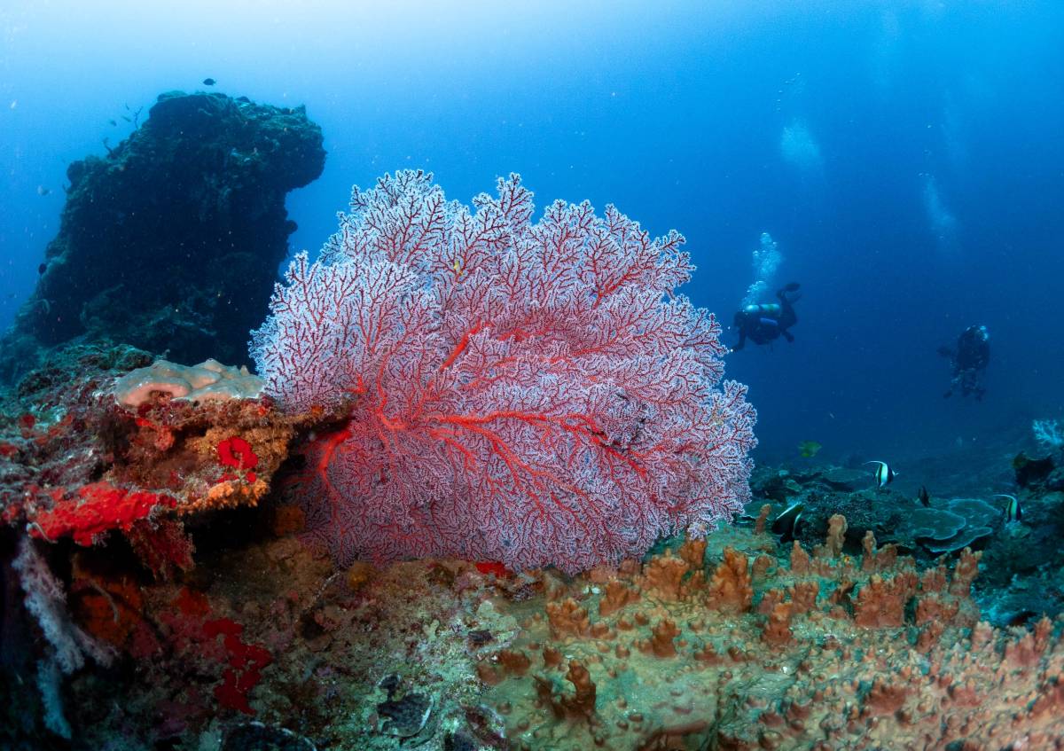 Manami Resort Unveils Two Newly Discovered Dive Sites in Sipalay’s Untouched Reef System  