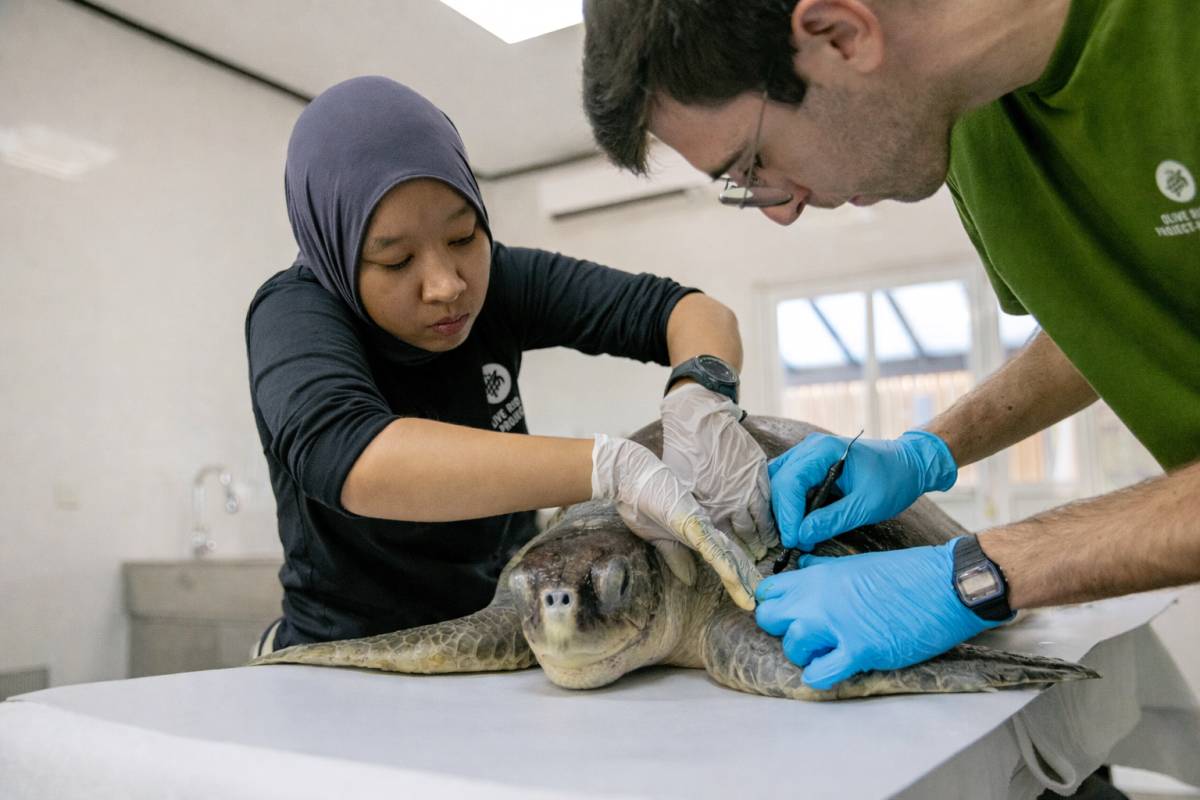 Jawakara Islands Maldives and Olive Ridley Project launch Indian Ocean’s first dedicated Sea Turtle Hospital