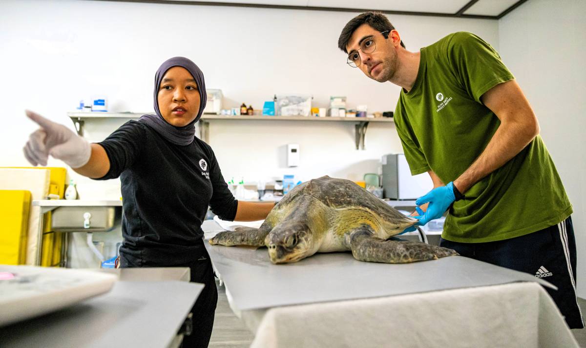 Jawakara Islands Maldives and Olive Ridley Project launch Indian Ocean’s first dedicated Sea Turtle Hospital