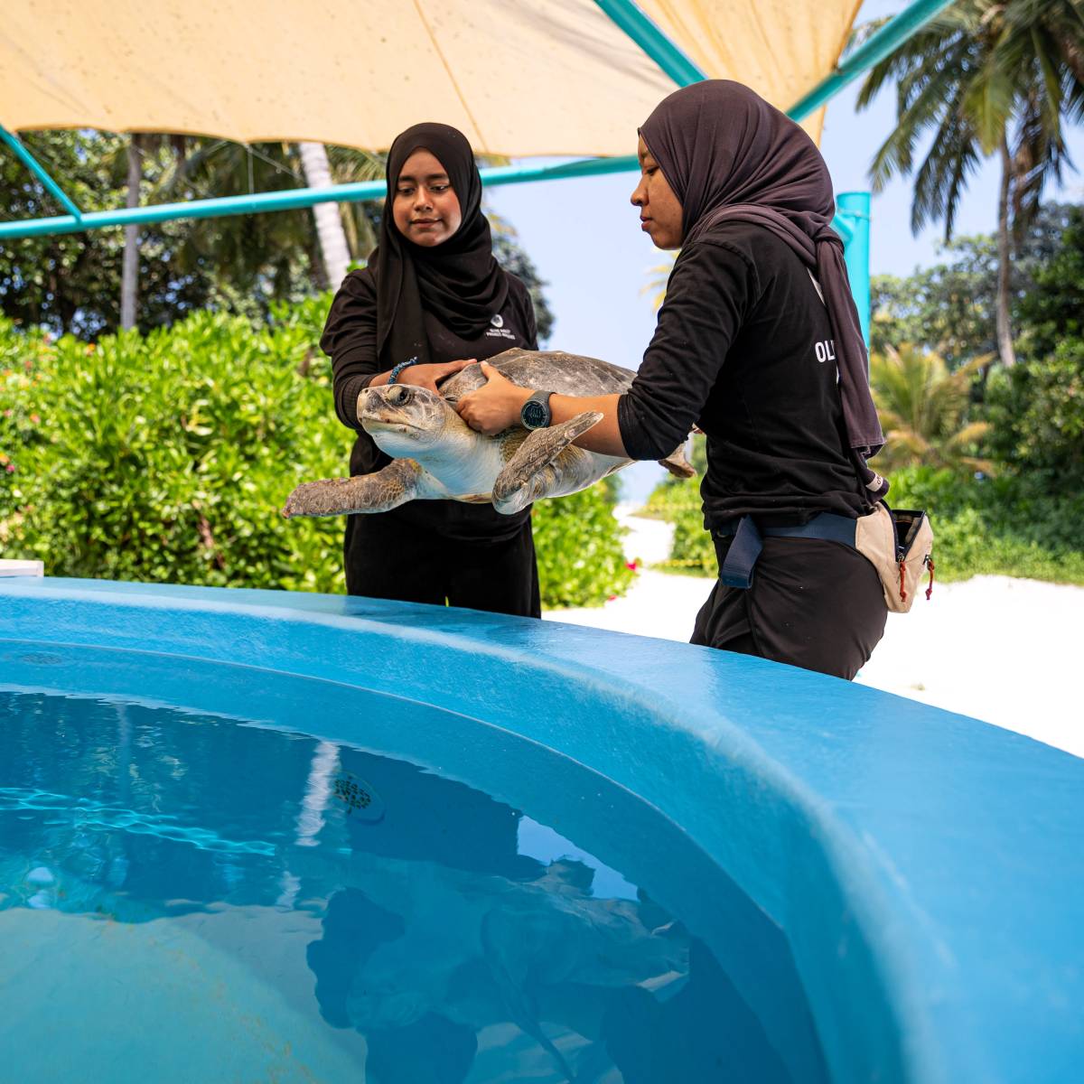 Jawakara Islands Maldives and Olive Ridley Project launch Indian Ocean’s first dedicated Sea Turtle Hospital