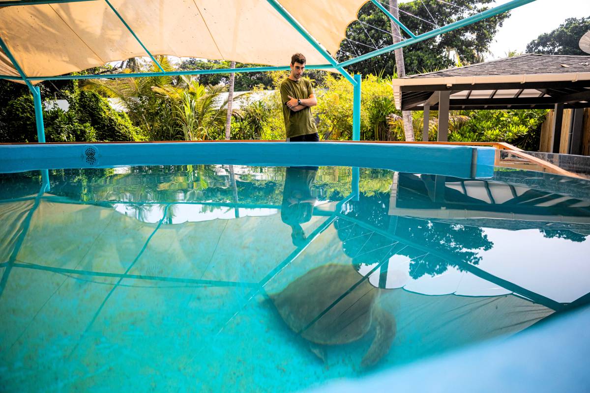 Jawakara Islands Maldives and Olive Ridley Project launch Indian Ocean’s first dedicated Sea Turtle Hospital