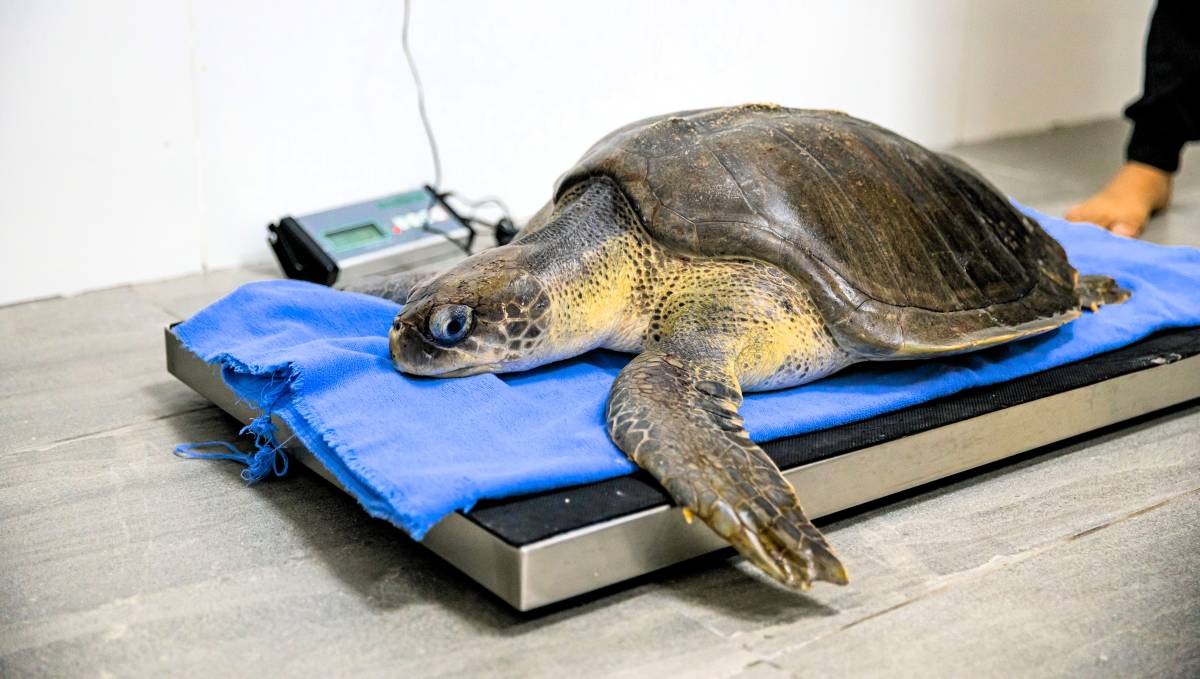 Jawakara Islands Maldives and Olive Ridley Project launch Indian Ocean’s first dedicated Sea Turtle Hospital