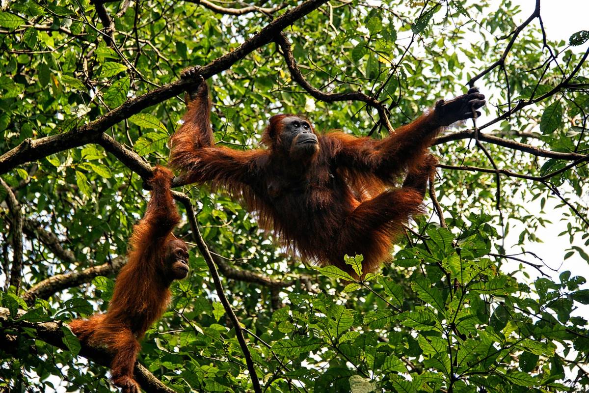 Sabah Stories